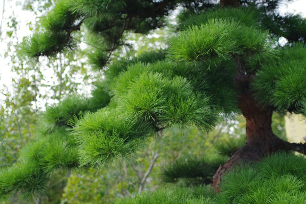 A pine tree with lots of green leaves