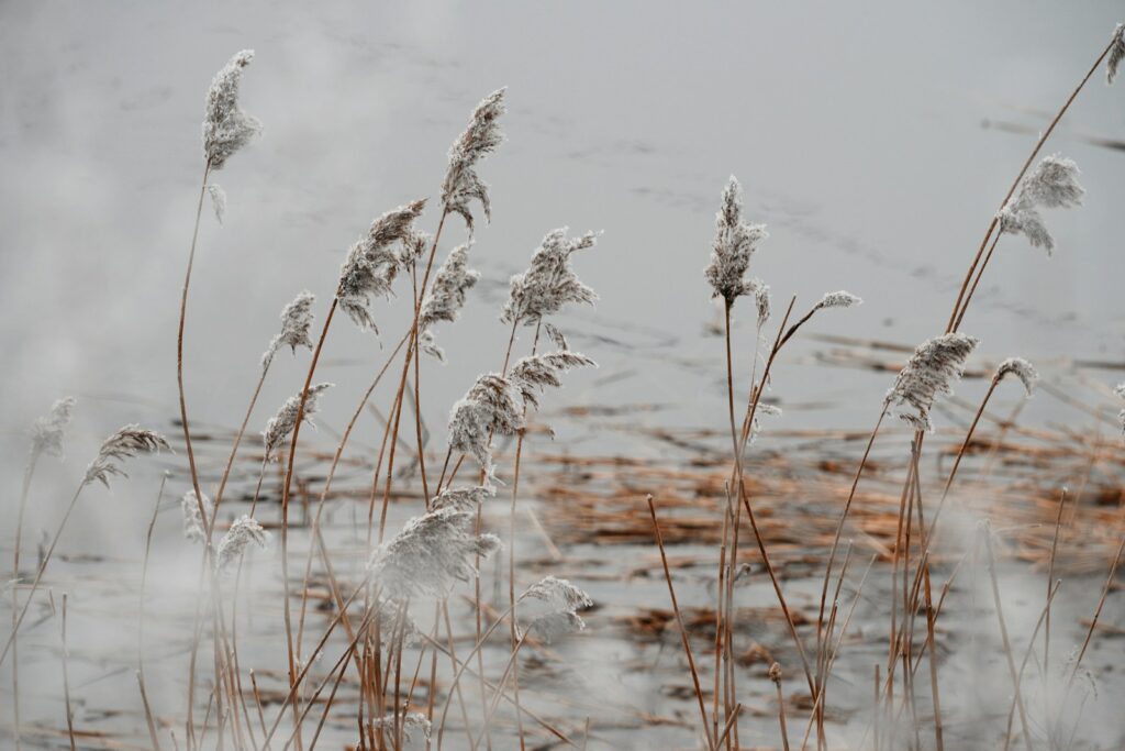 a bunch of plants that are in the water