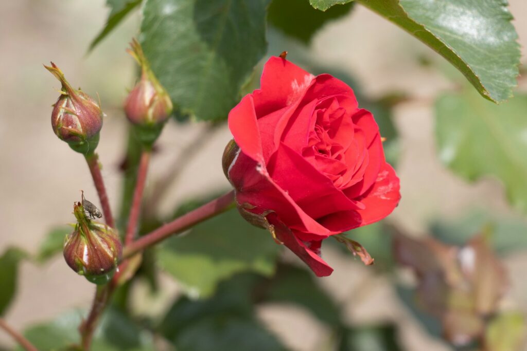 A close up of a red rose with green leaves