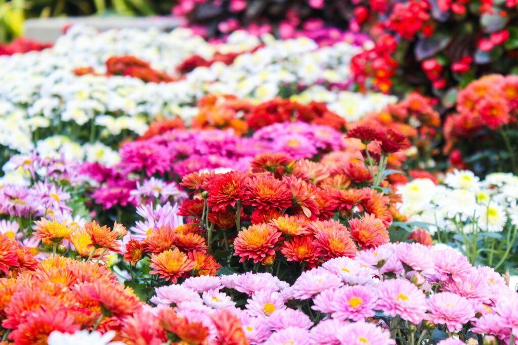 A colorful garden bed filled with blooming chrysanthemums.