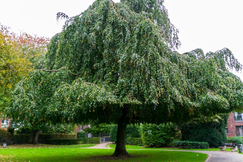 A large weeping tree with green foliage in a park.