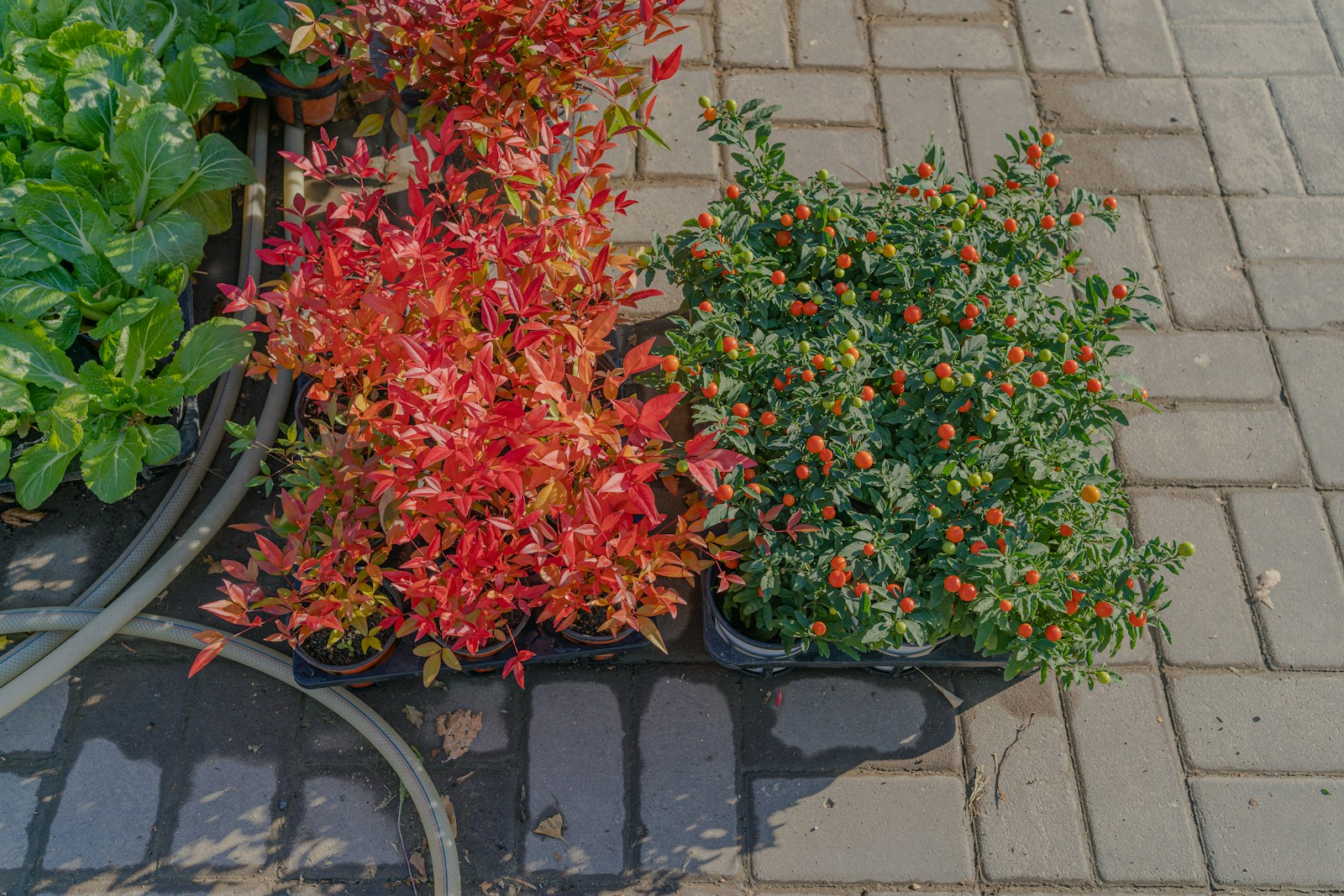 a bunch of plants that are sitting on the ground