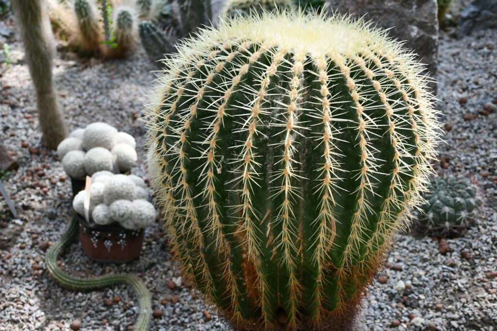 Large golden barrel cactus with smaller cacti behind