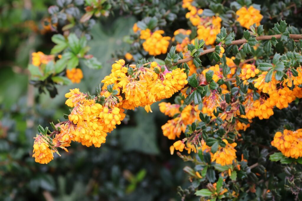 a close up of a bunch of orange flowers