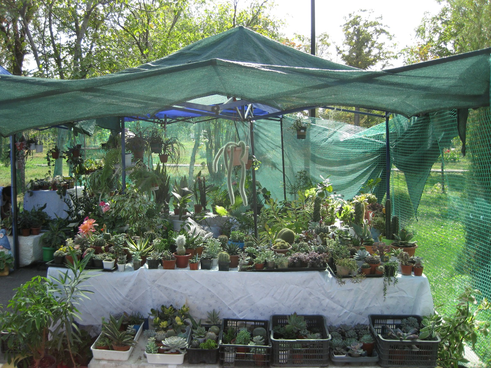 Outdoor stall displaying a variety of potted plants