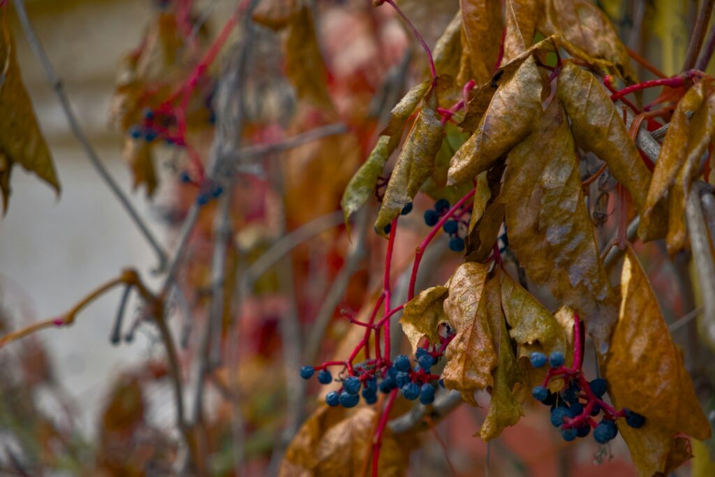 A bunch of leaves and berries hanging from a tree