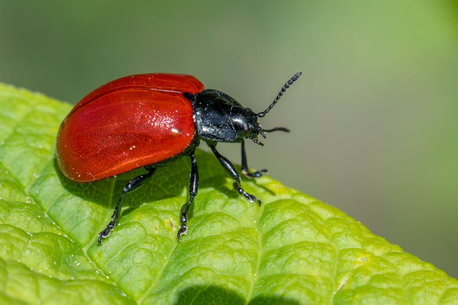 A close-up of a beetle on a plant in a garden, illustrating garden beetles and their management.