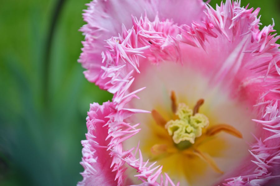 A close-up of a Chinese fringe flower shrub with vibrant pink frilly blooms and dark evergreen leaves in a garden.
