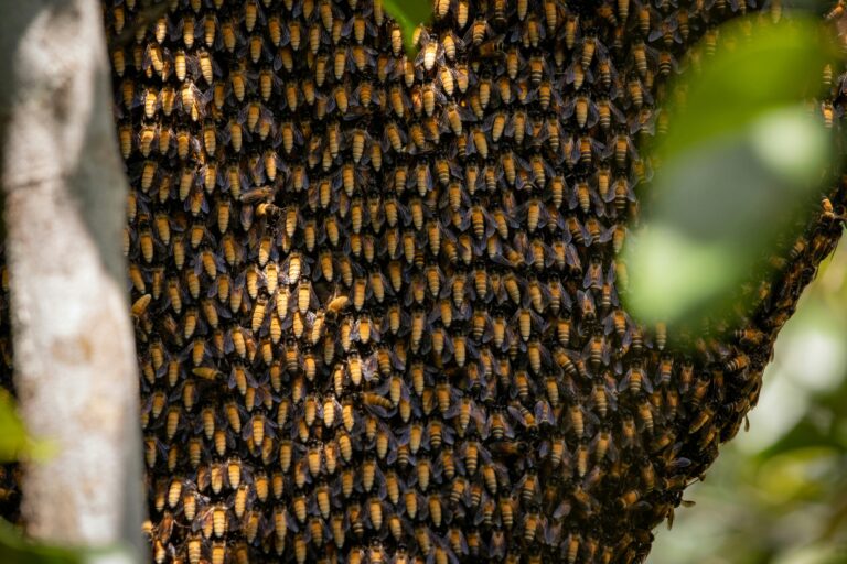 A close-up of a Tropical Honey Bush (Melianthus major) plant showcasing its unique serrated leaves and tubular flowers in a garden.