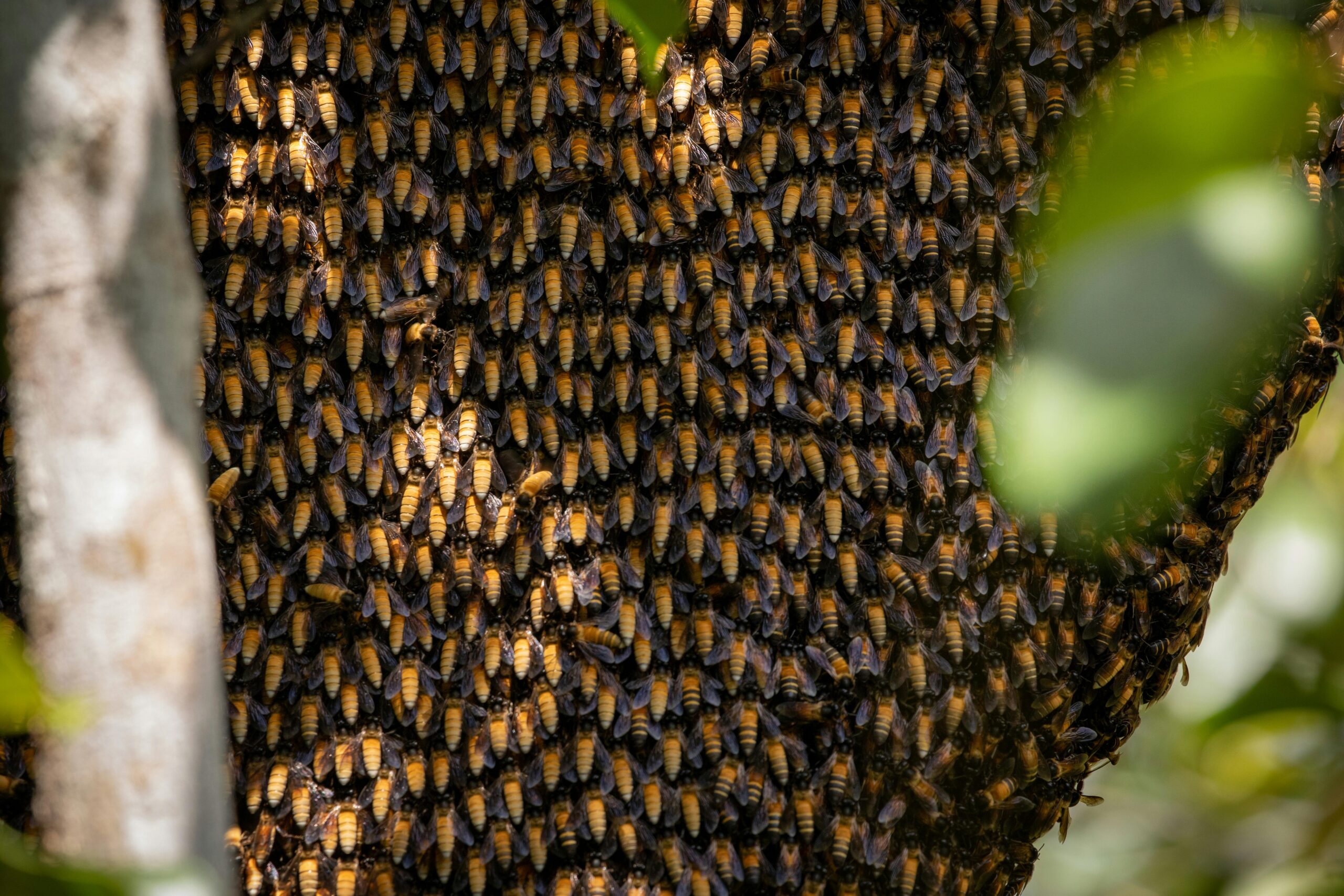 A close-up of a Tropical Honey Bush (Melianthus major) plant showcasing its unique serrated leaves and tubular flowers in a garden.