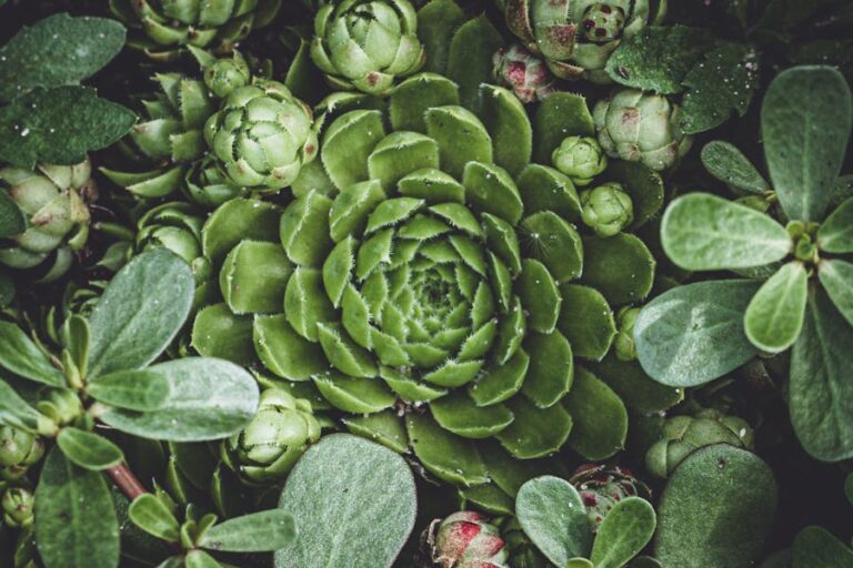 A jade plant shedding leaves, illustrating common problems and solutions for healthy plant care.
