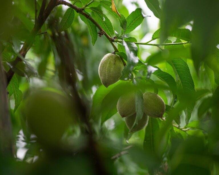 A person carefully pruning an almond tree to ensure healthy growth and prepare for a bountiful nut harvest.