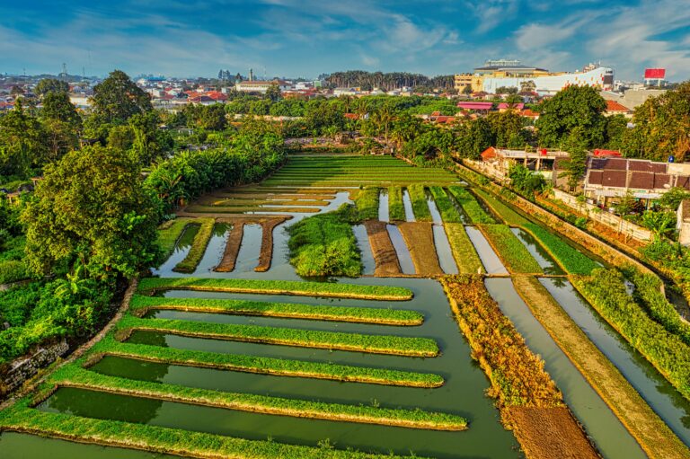 A vibrant community garden with diverse plants, people tending to crops, symbolizing StartOrganic's vision for greener, sustainable communities and education.