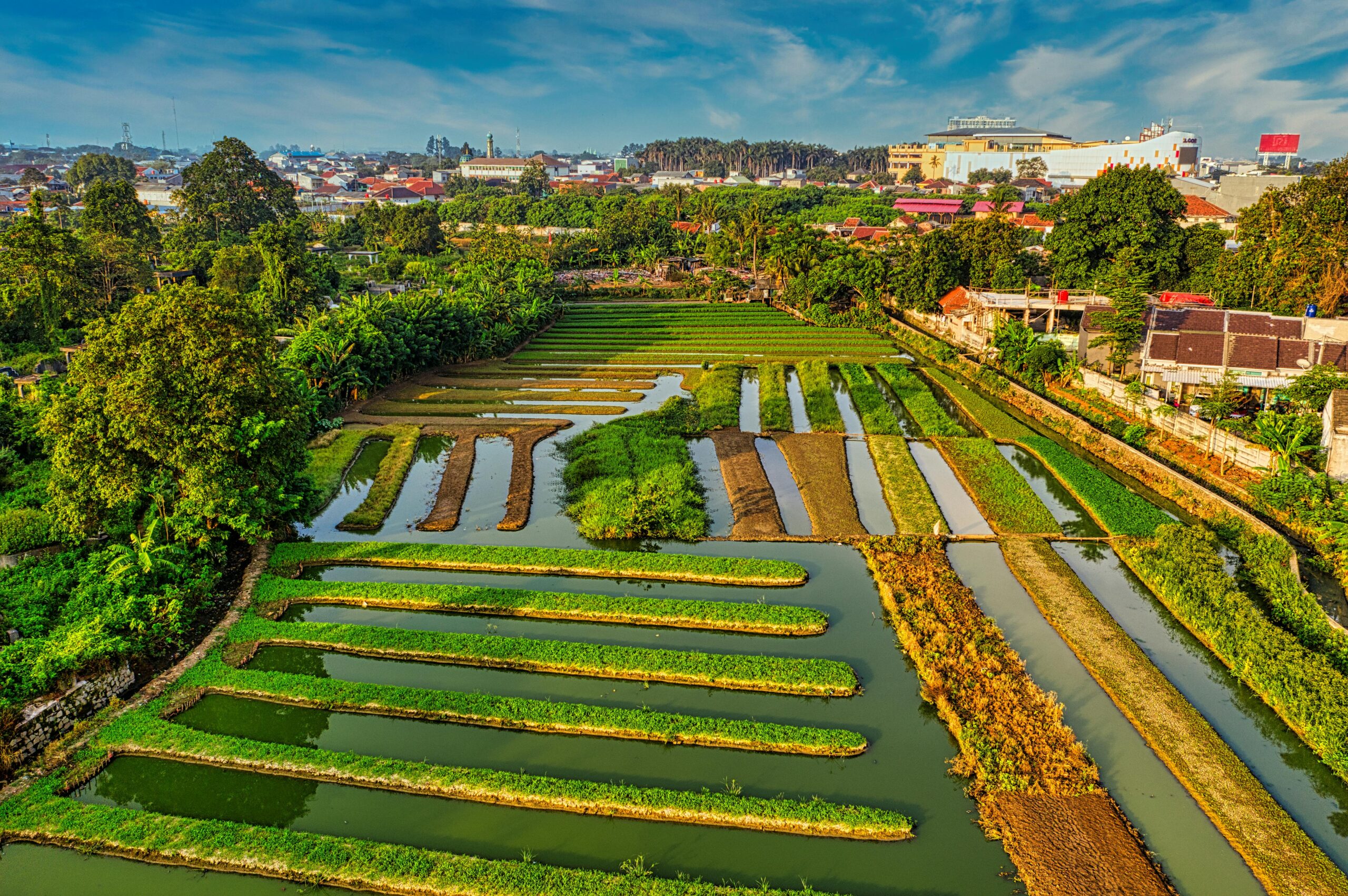 A vibrant community garden with diverse plants, people tending to crops, symbolizing StartOrganic's vision for greener, sustainable communities and education.