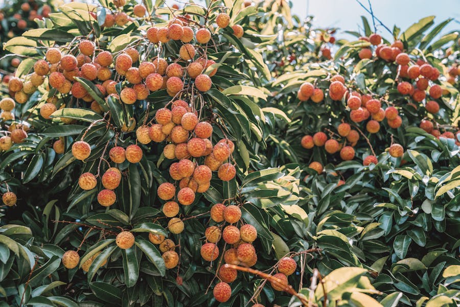A vibrant garden scene illustrating companion planting, representing Gijang County's new plant clinic and its benefits for community gardeners.
