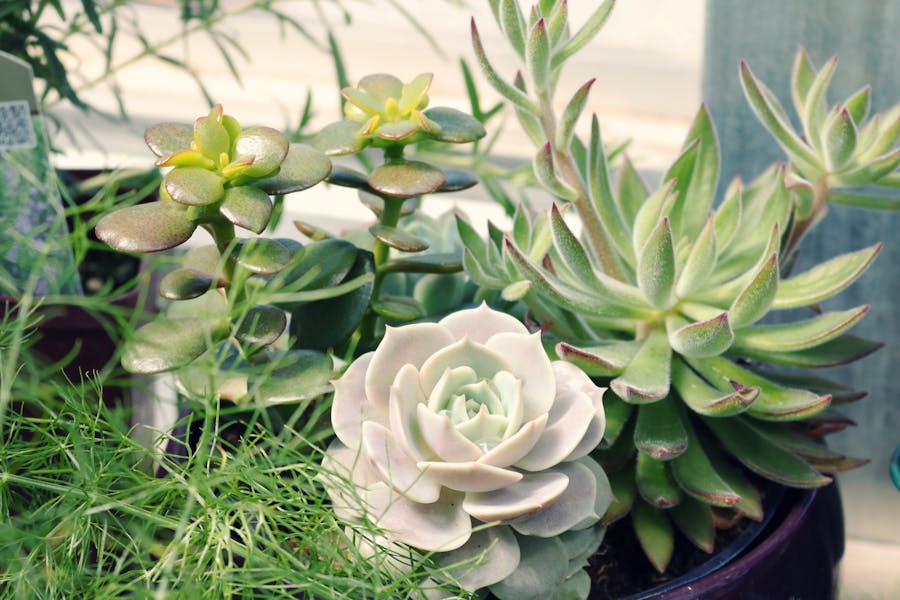 A vibrant jade plant (Crassula ovata) in a pot, thriving in a home interior, symbolizing luck and prosperity.