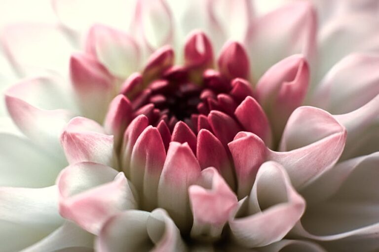 A vibrant Pink Princess Philodendron with heart-shaped leaves displaying striking pink and green variegation, brightening an indoor space.