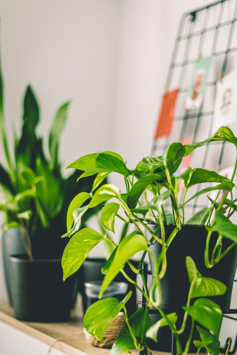 A vibrant pothos plant with heart-shaped leaves trailing from a pot, positioned in a cozy indoor corner, illustrating its resilience and adaptability to cooler, less sunny spots.