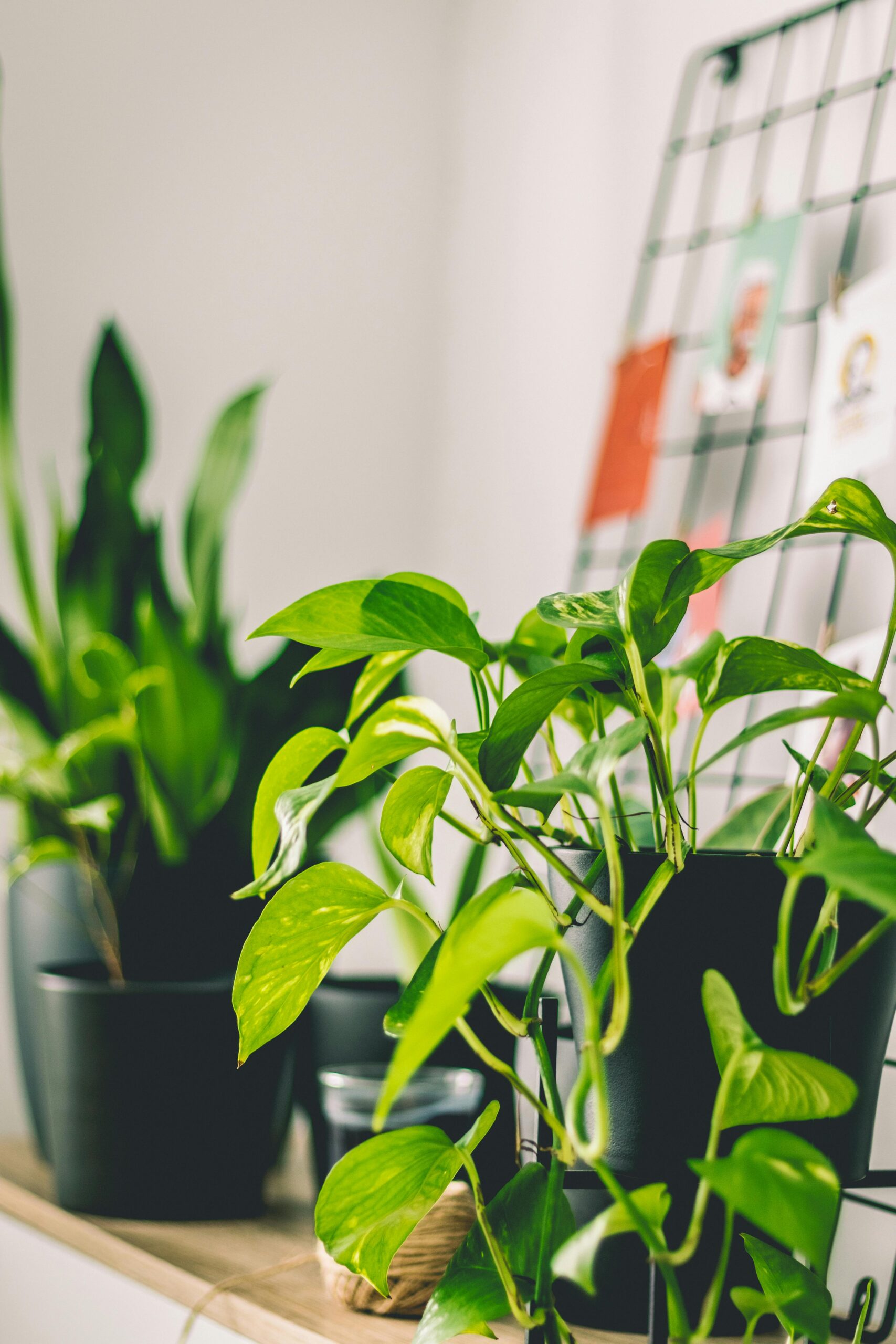 A vibrant pothos plant with heart-shaped leaves trailing from a pot, positioned in a cozy indoor corner, illustrating its resilience and adaptability to cooler, less sunny spots.