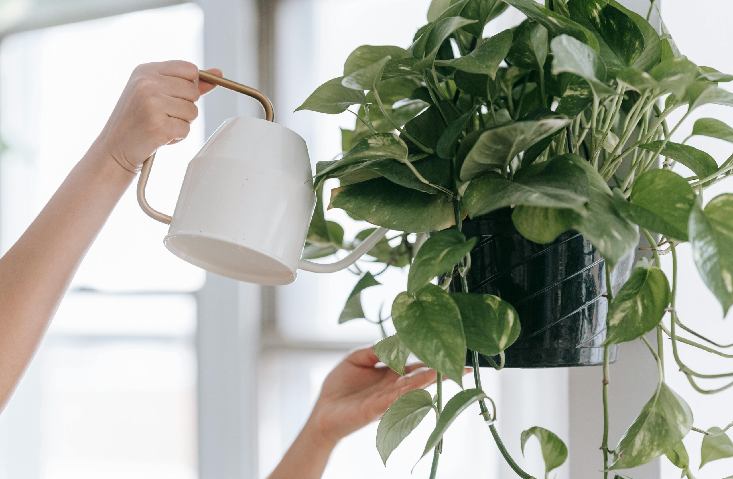 A vibrant pothos plant with potato peels being added to its soil as a natural fertilizer, symbolizing healthy growth.