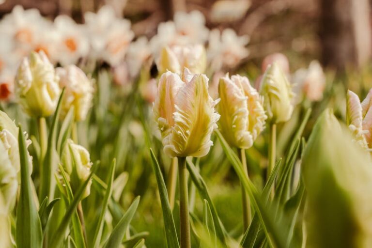 A vibrant spring garden with various plants, symbolizing preparation for the 2026 growing season in North America, with weather predictions in mind.