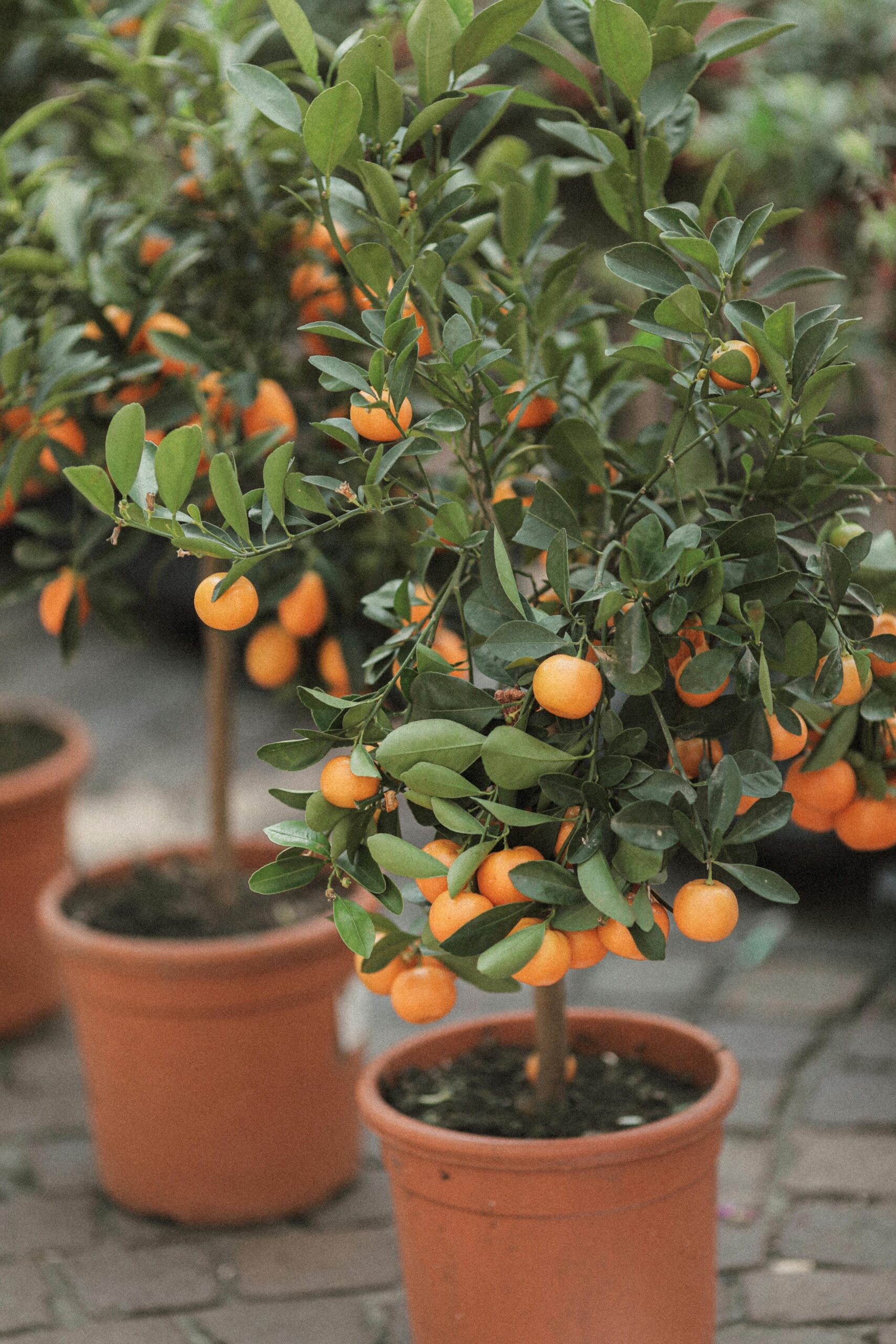 An assortment of dwarf fruit trees like citrus, figs, and apples growing in large containers on a patio, demonstrating container gardening.