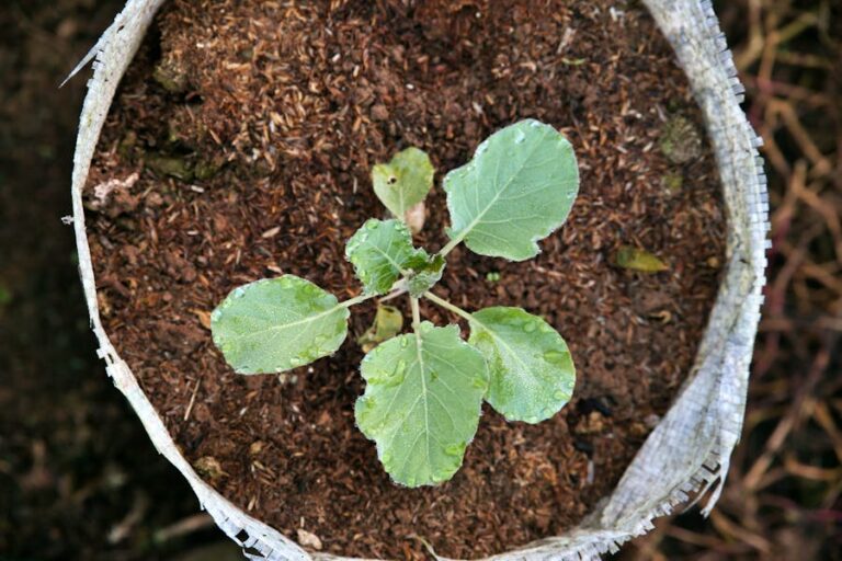 Healthy green cabbage plants growing in a garden bed under natural sunlight, representing successful cultivation and thriving seedlings.