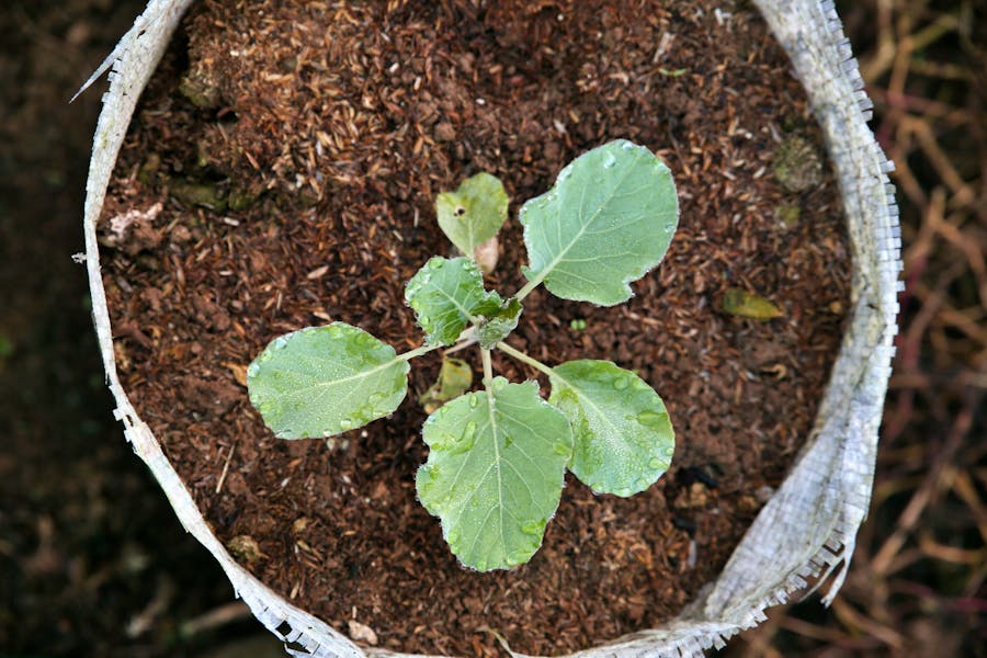 Healthy green cabbage plants growing in a garden bed under natural sunlight, representing successful cultivation and thriving seedlings.