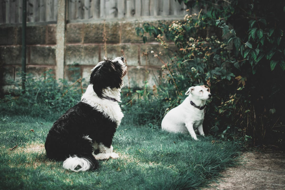 Two dogs sitting on grass outdoors, one black and white, the other white, near a garden fence.
