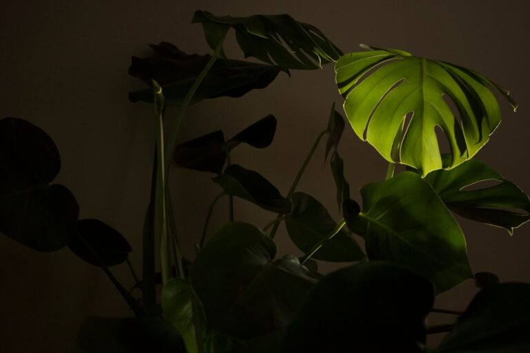 Dramatic close-up of a Monstera leaf highlighted against a dark background in low light conditions.