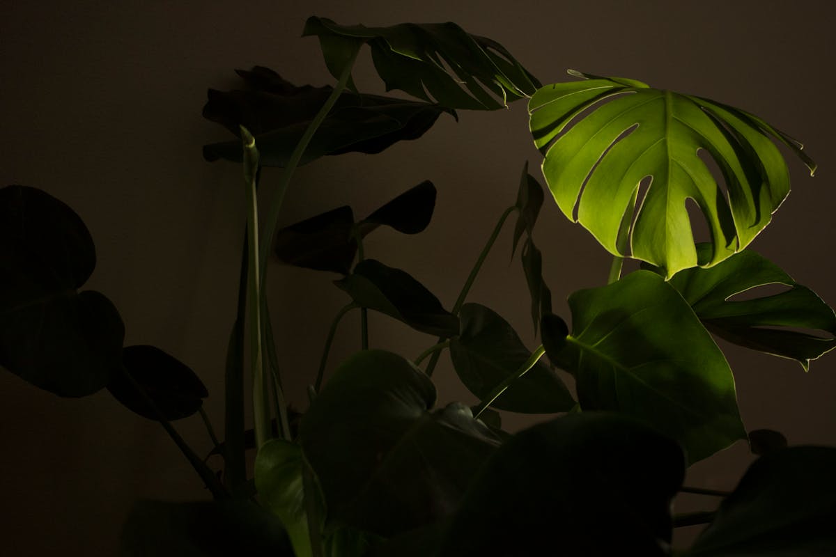 Dramatic close-up of a Monstera leaf highlighted against a dark background in low light conditions.