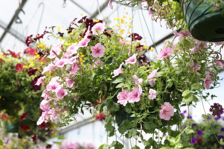 Vibrant pink and red flowers beautifully arranged in hanging baskets inside a greenhouse.