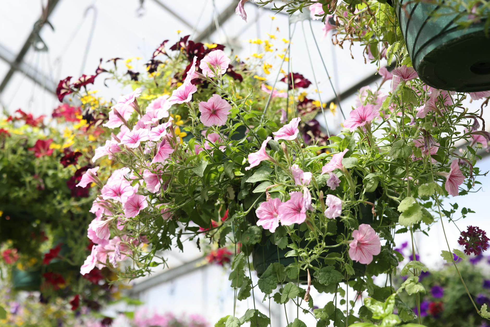 Vibrant pink and red flowers beautifully arranged in hanging baskets inside a greenhouse.