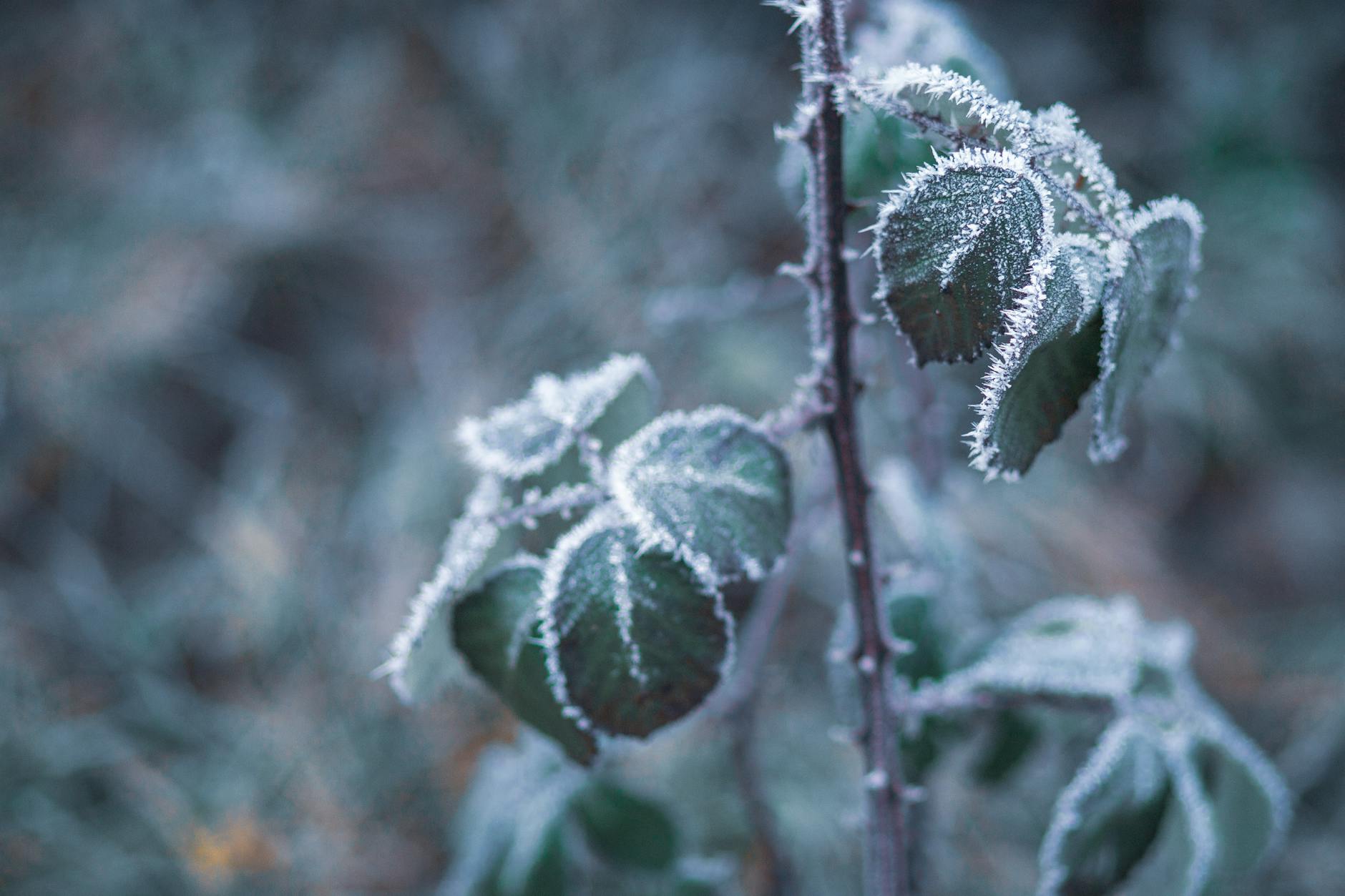Close-up of frosty leaves on a branch during winter, capturing natural beauty.