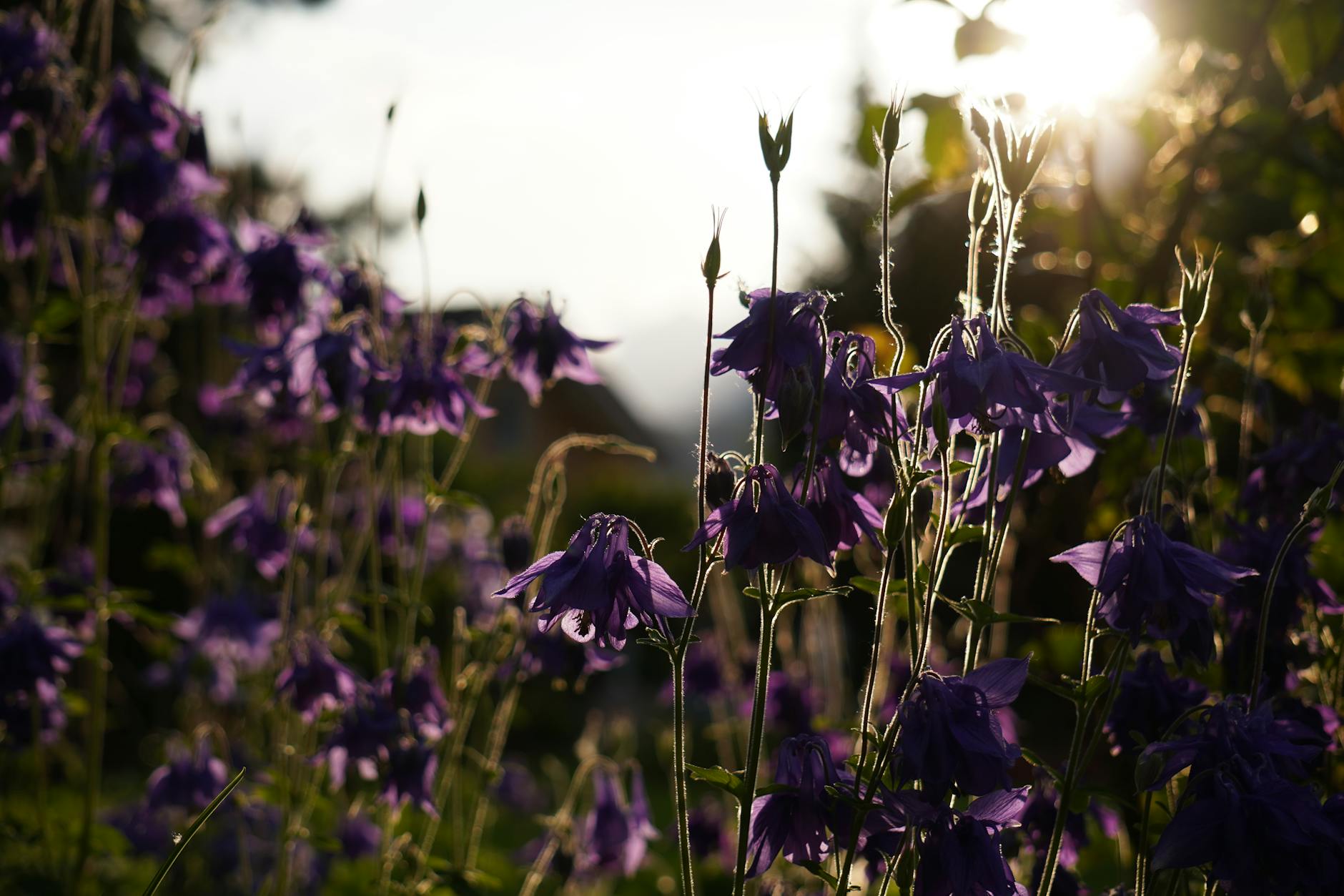 Beautiful backlit purple flowers with sunlight in a natural setting.