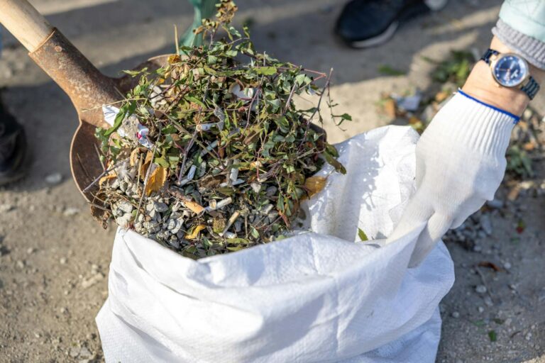 Close-up of a person cleaning up weeds with a shovel and a garbage bag outdoors.