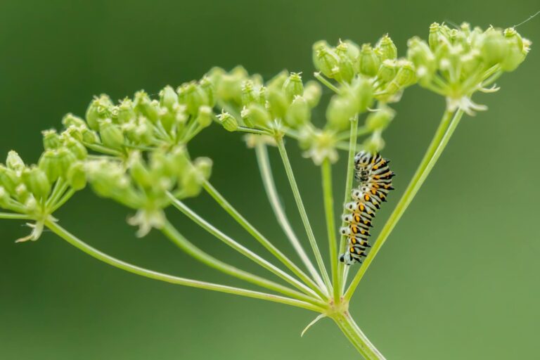 Close-up of a colorful caterpillar on green plant, showcasing nature's intricate beauty.