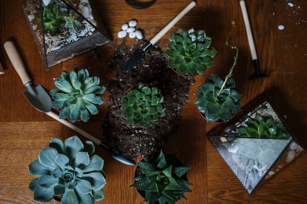 Top view of succulent plants with gardening tools, perfect for home garden inspiration.