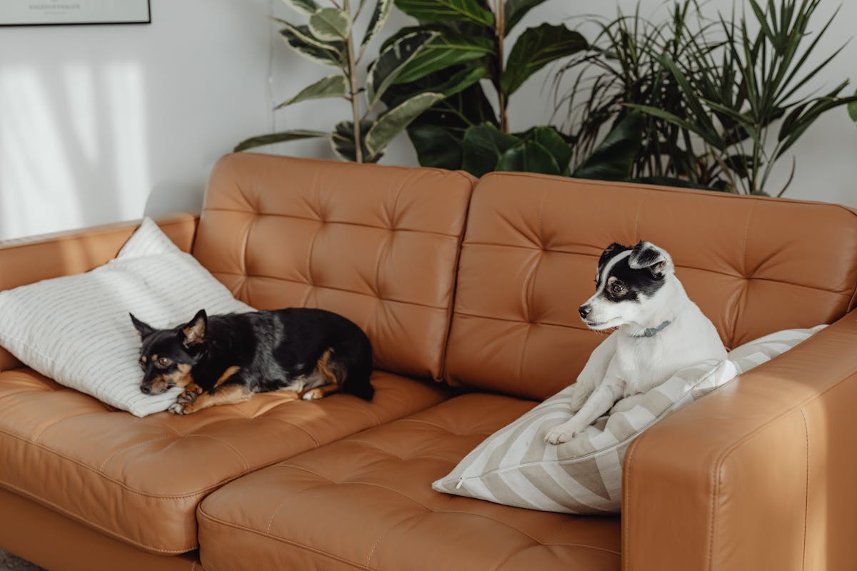 Two small dogs resting on a stylish leather sofa with cozy cushions and lush houseplants.