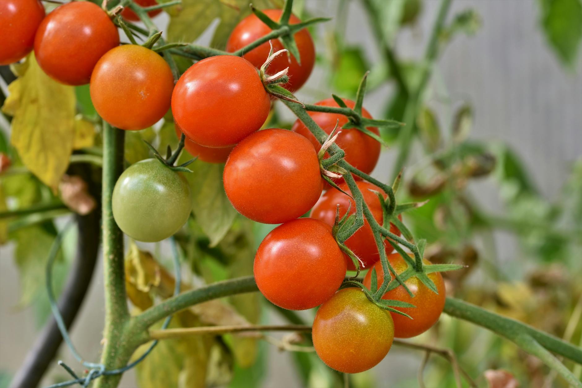 Close-up of ripe cherry tomatoes on the vine, showcasing vibrant colors and healthy growth.