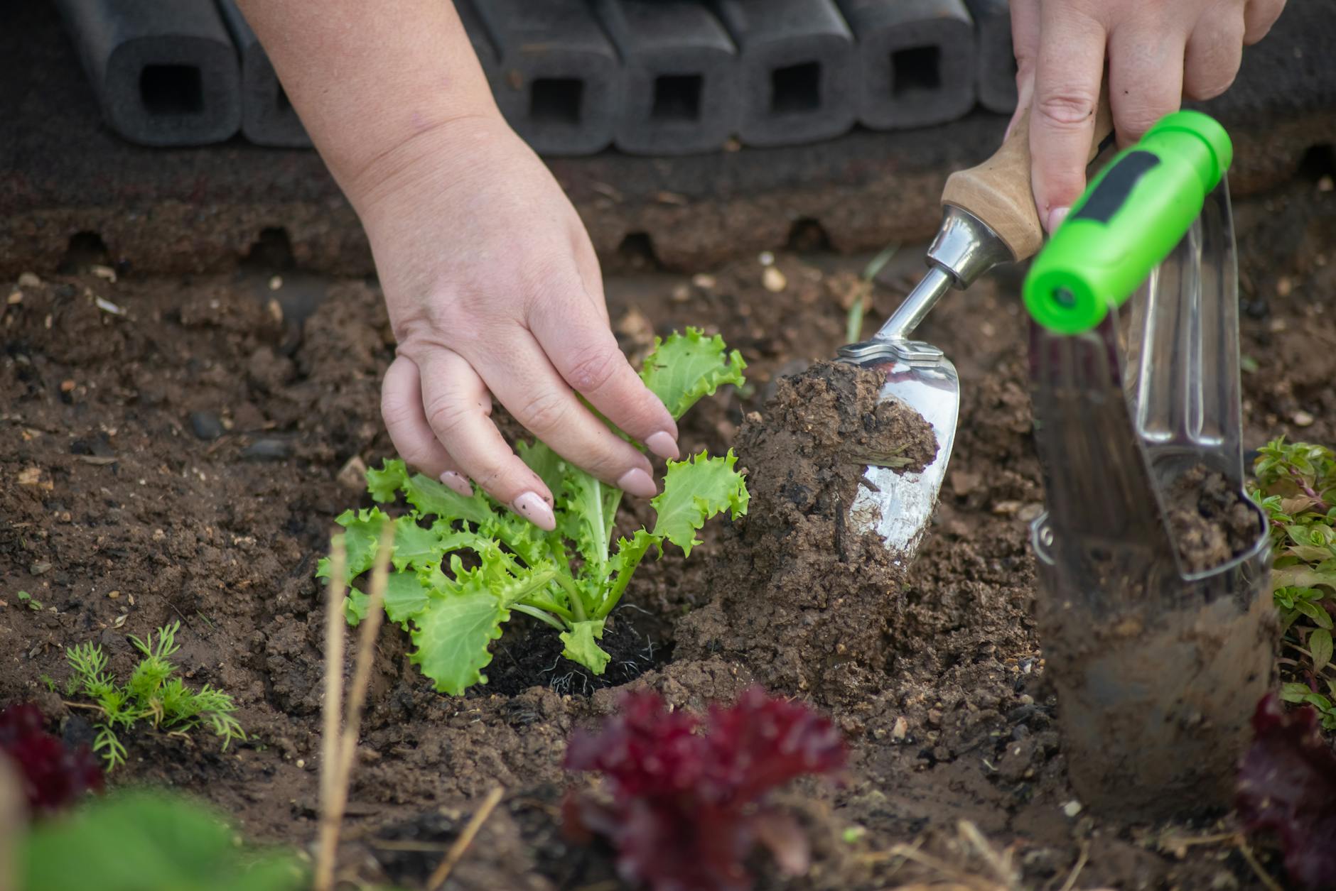 Gardener planting lettuce in soil with a trowel, showcasing hands-on gardening skills.