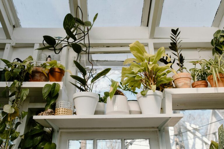 Bright sunlit greenhouse with a variety of potted houseplants on shelves.