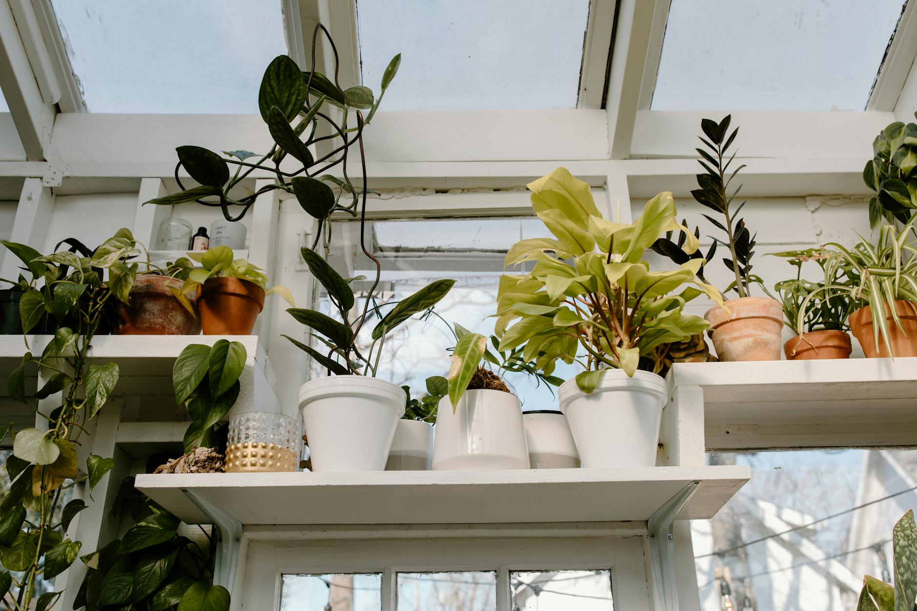 Bright sunlit greenhouse with a variety of potted houseplants on shelves.