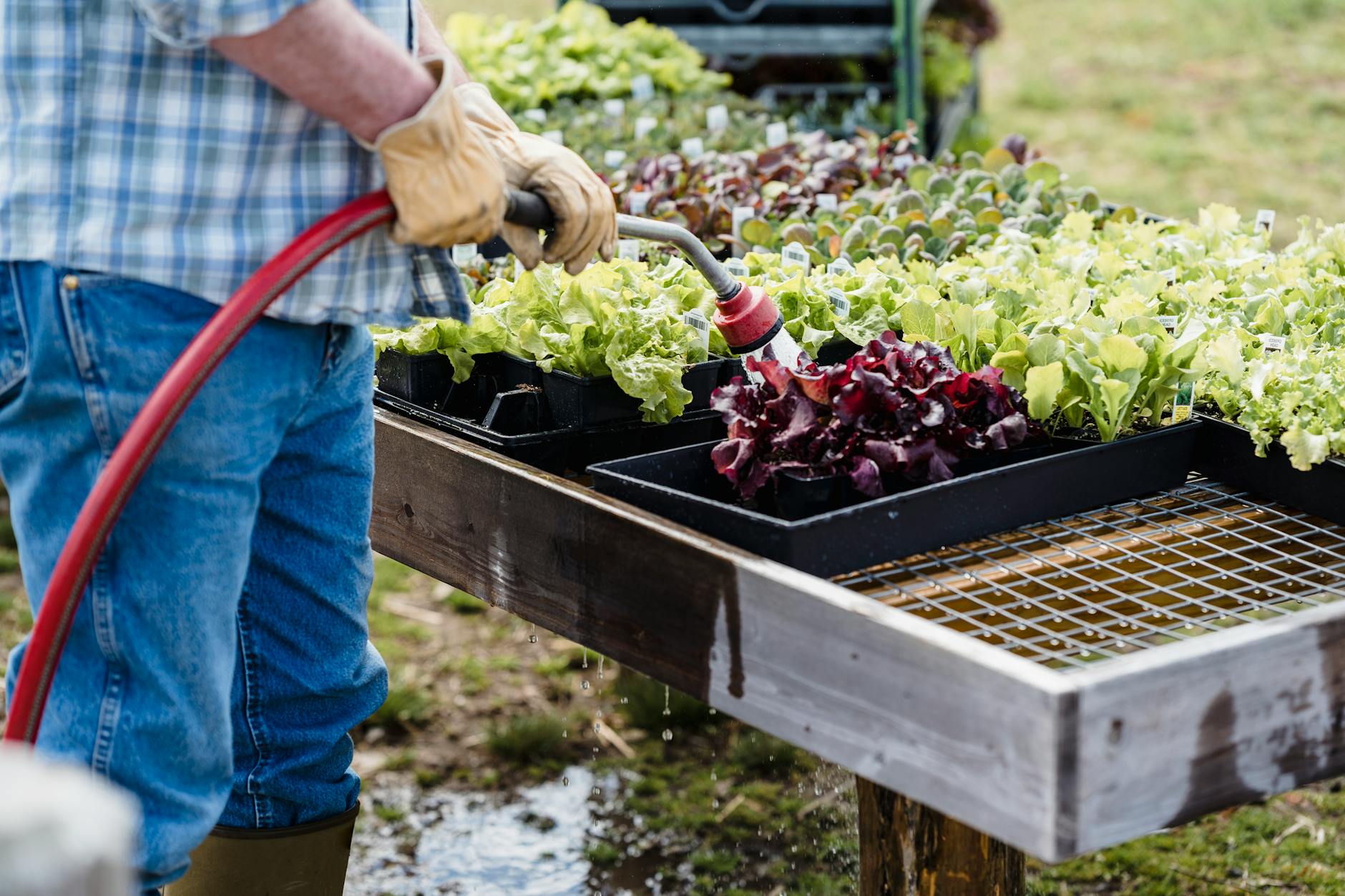 A farmer waters trays of lettuce and vegetables in an outdoor garden, promoting organic farming.