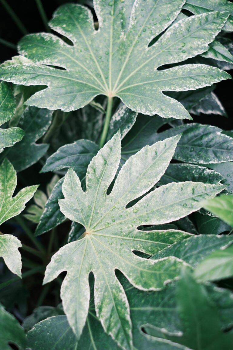 Vibrant green leaves of a Japanese Aralia plant thriving in a garden, providing a lush, exotic feel.