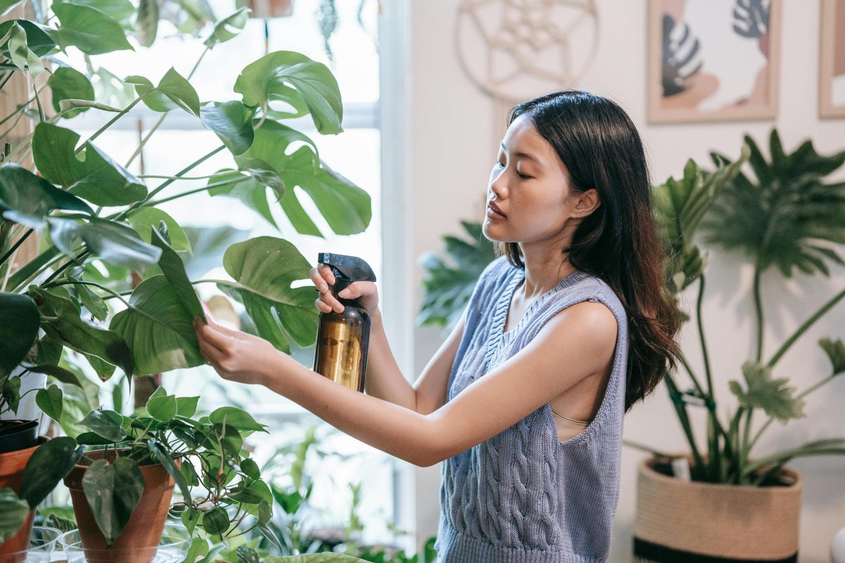 A young woman takes care of her indoor Monstera plant using a spray bottle.