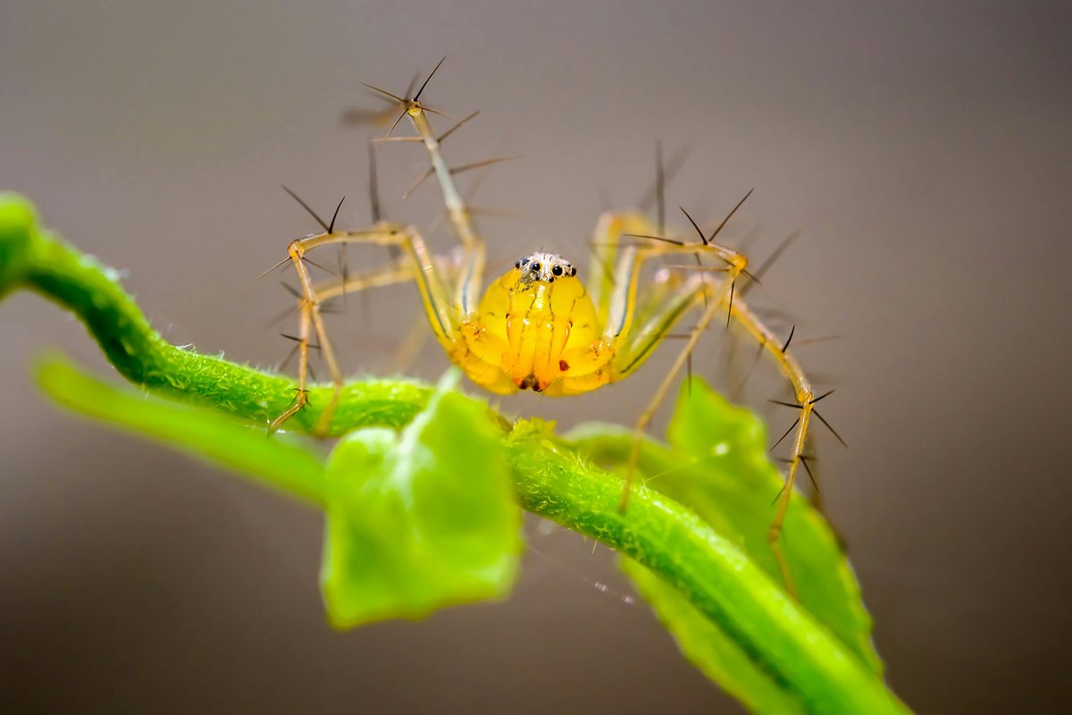 Detailed close-up of a lynx spider perched on a green leaf with spindly legs and spikes.