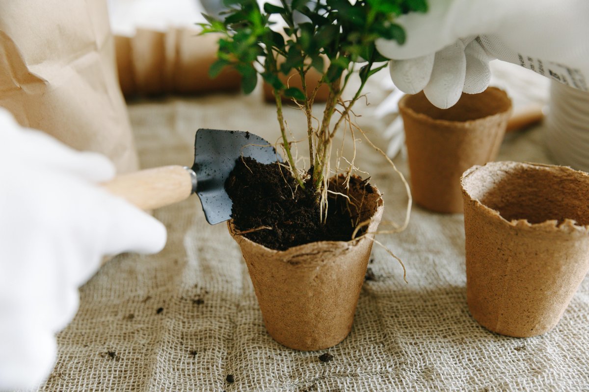 Gardener planting a young plant into a biodegradable pot with soil using a trowel and gloves.