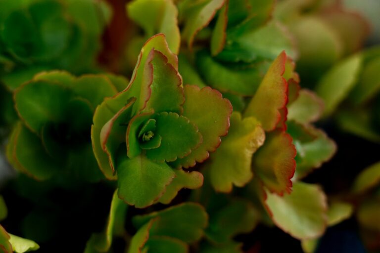 Detailed view of a green succulent with red edges showcasing vivid colors and patterns.