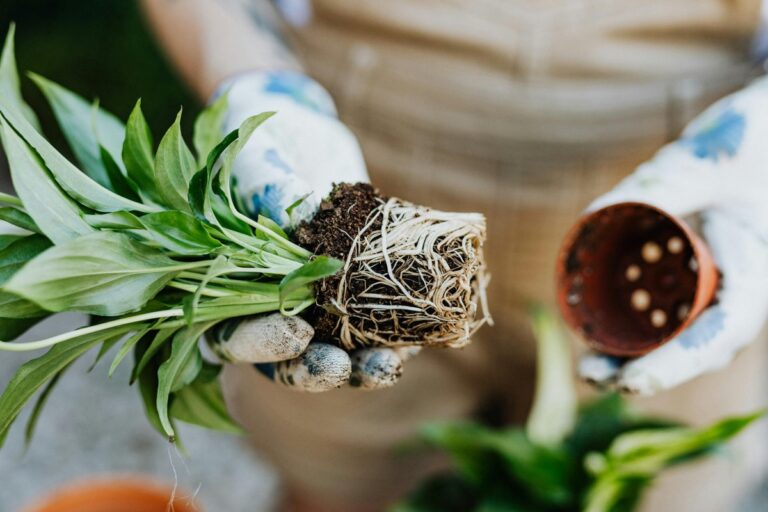 A gardener in gloves repotting a spathiphyllum plant with roots exposed, emphasizing plant care.